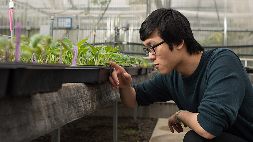 Student looking at plants in a greenhouse
