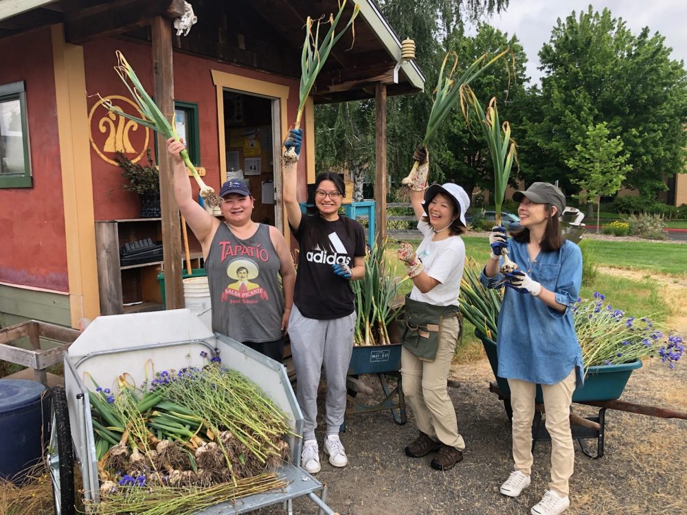 Garlic harvest with volunteers in the Learning Garden