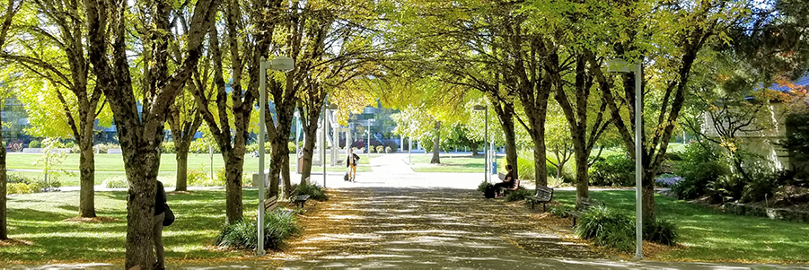 Trees on campus lining a walkway on a sunny day