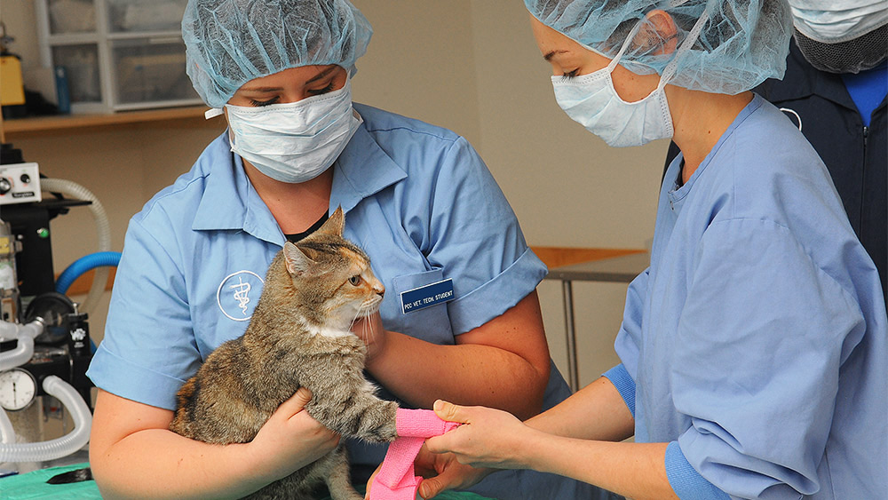 Students wrapping a cat's arm in a bandage