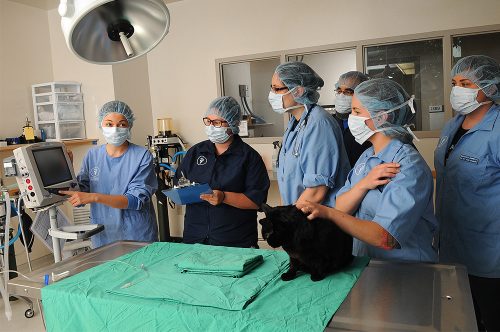 Group of students with a cat learning about equipment in the lab